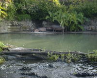 Hippos at Animal Kingdom