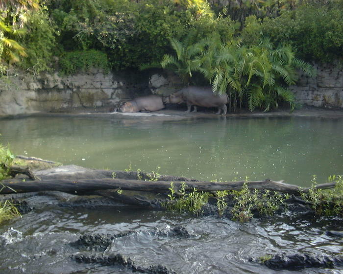 Hippos at Animal Kingdom