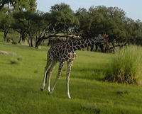 Giraffe on the safari at Animal Kingdom