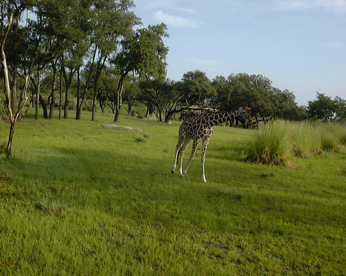 Giraffe on the safari at Animal Kingdom