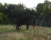 An elephant spotted during our safari