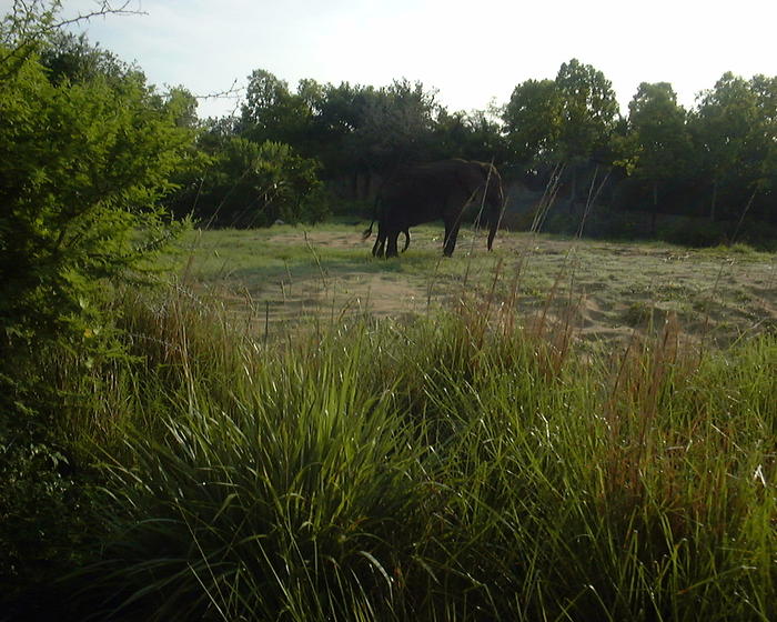 An elephant spotted during our safari
