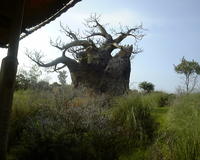 Some scary tree in Animal Kingdom