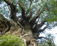 The Tree of Life