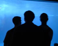 Derek, Roland, Jarrett watching the dauphins