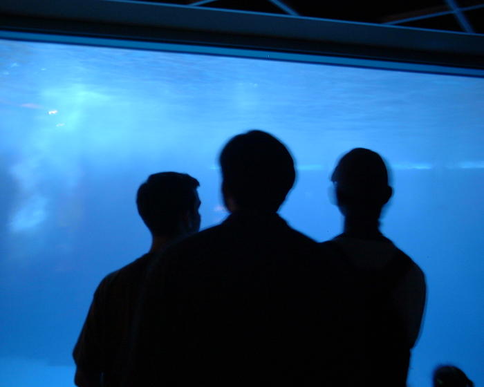 Derek, Roland, Jarrett watching the dauphins