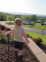 Exploring our front yard.