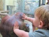 An ape at the National Zoo... with a monkey.