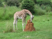 IMG_1226.JPG