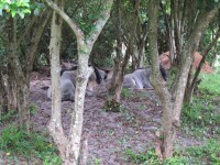 IMG_1230.JPG