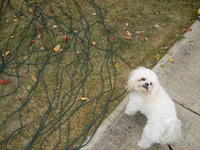 Bentley inspecting the progress.