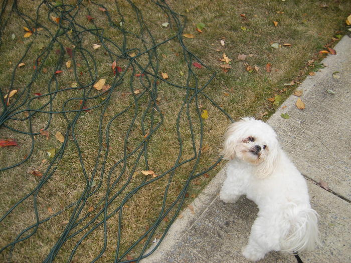 Bentley inspecting the progress.