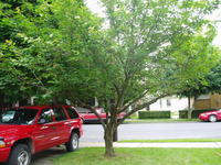After some trimming, a car can fit in the driveway