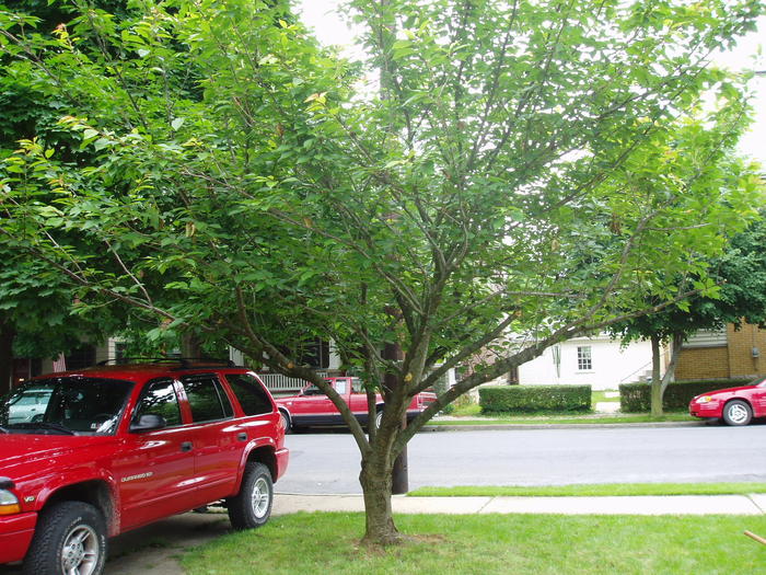 After some trimming, a car can fit in the driveway