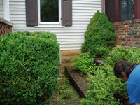 Removing another bush