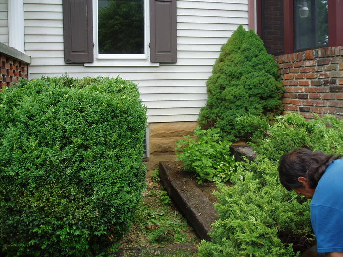 Removing another bush