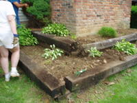 Heather's parents removing another bush