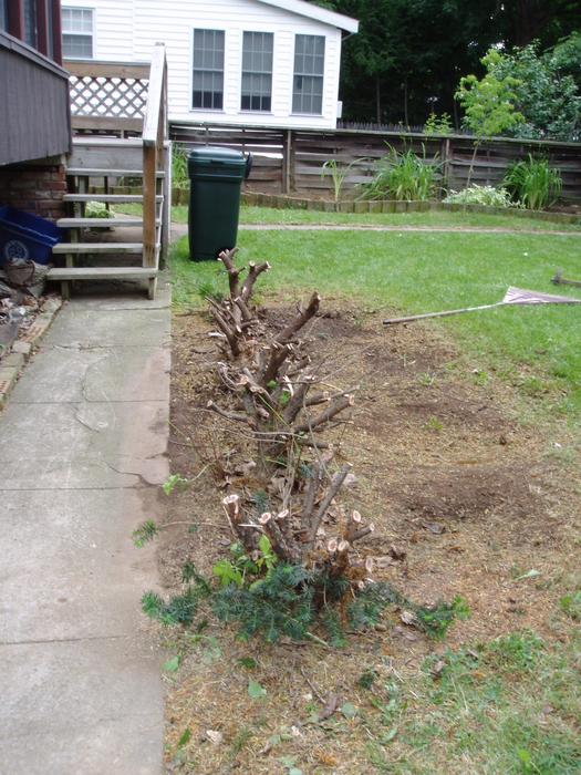 Bushes removed from the side -- finally!