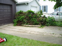 Where the bushes went to die