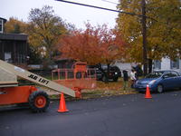 Hanging lights on the big tree.