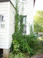 BEFORE: Kitchen Window