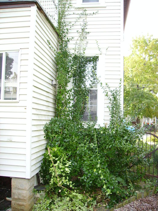 BEFORE: Kitchen Window