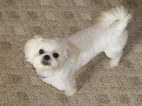 Bently, our new dog!