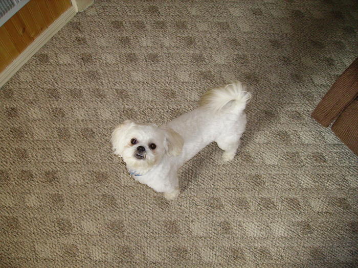 Bently, our new dog!
