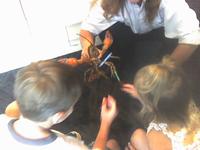 A lobster with crayons, of course