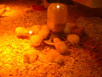 Some baby chicks encaged for our amusement