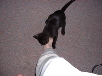 Niner, Heather's cat