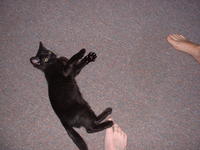 Niner, always ready for attack