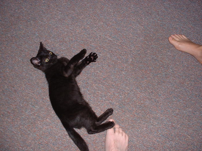 Niner, always ready for attack